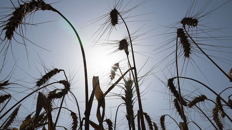 Rail services to ensure food security